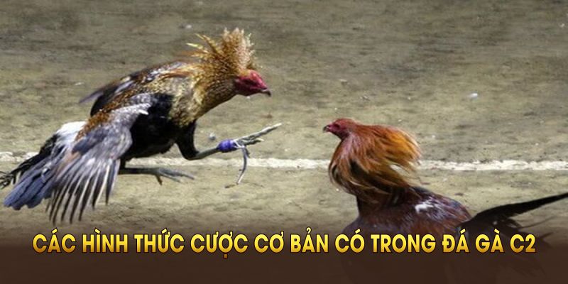 Các hình thức cược cơ bản có trong đá gà C2