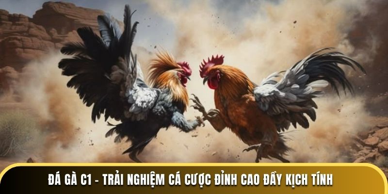 Đá gà C1