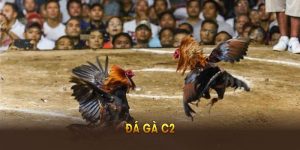Đá gà C2