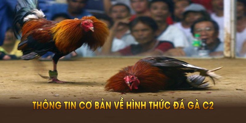 Những thông tin cơ bản về hình thức đá gà C2